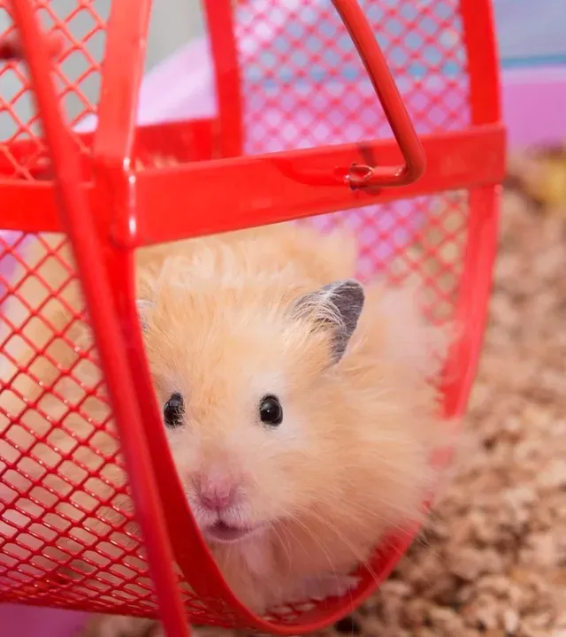 Hamster Wheel Hamster Wheel